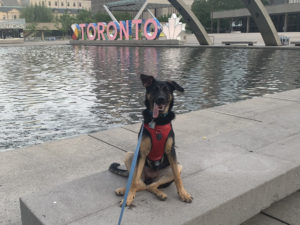 dog sitting on edge of water pond in a city with a "Toronto" sign behind him