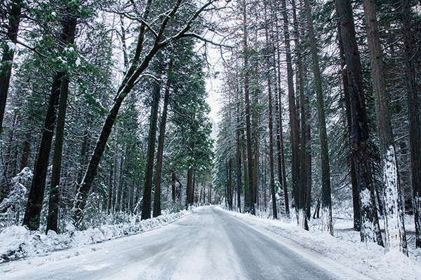 tress-with-snow