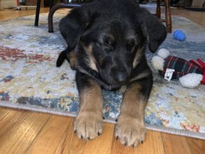 dog laying on the floor, sleeping