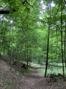 A path into the woods, my sanctuary.